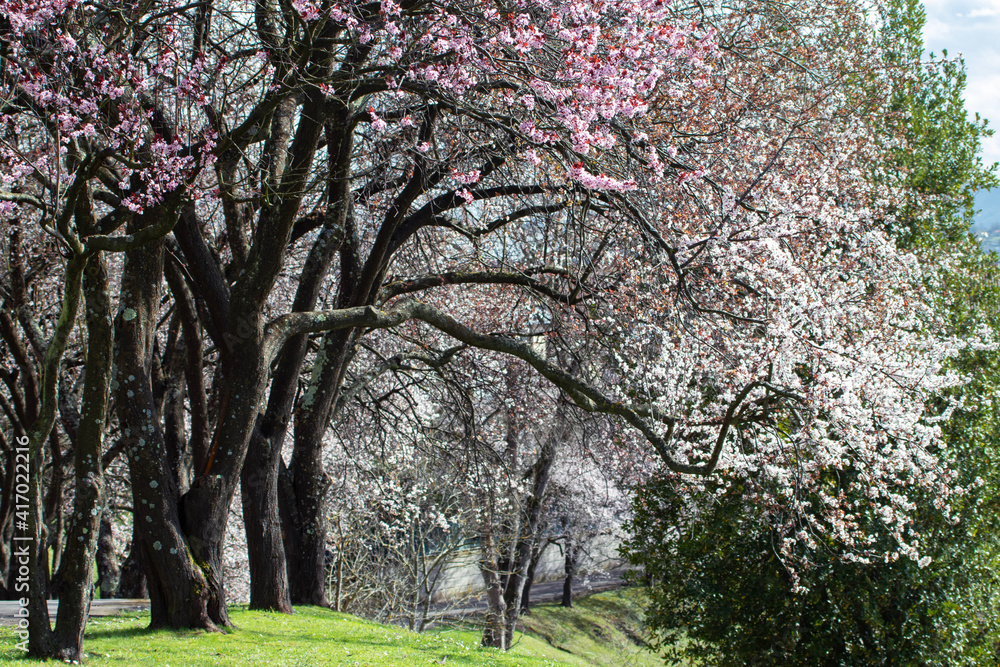Flowering plum old trees in the park. Flowering plum old trees in the park.
