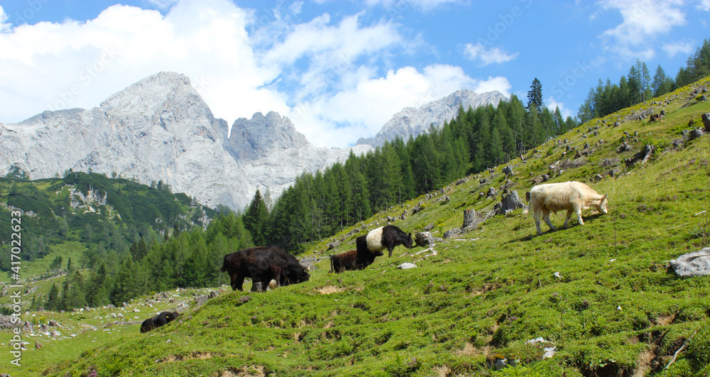 Mountain pastures in beatiful alpine nature