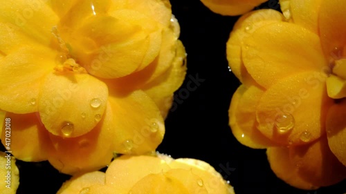 Flowers. Super macro close up of yellow flower petals on water with black background. Beautiful kalanchoe blossom flower heads floating high angle view.
