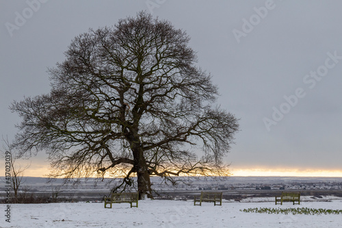 Wallpaper Mural Silhouette of a bare Oak tree (Quercus) on a winter's day at Leigh-on-Sea, Essex, England Torontodigital.ca