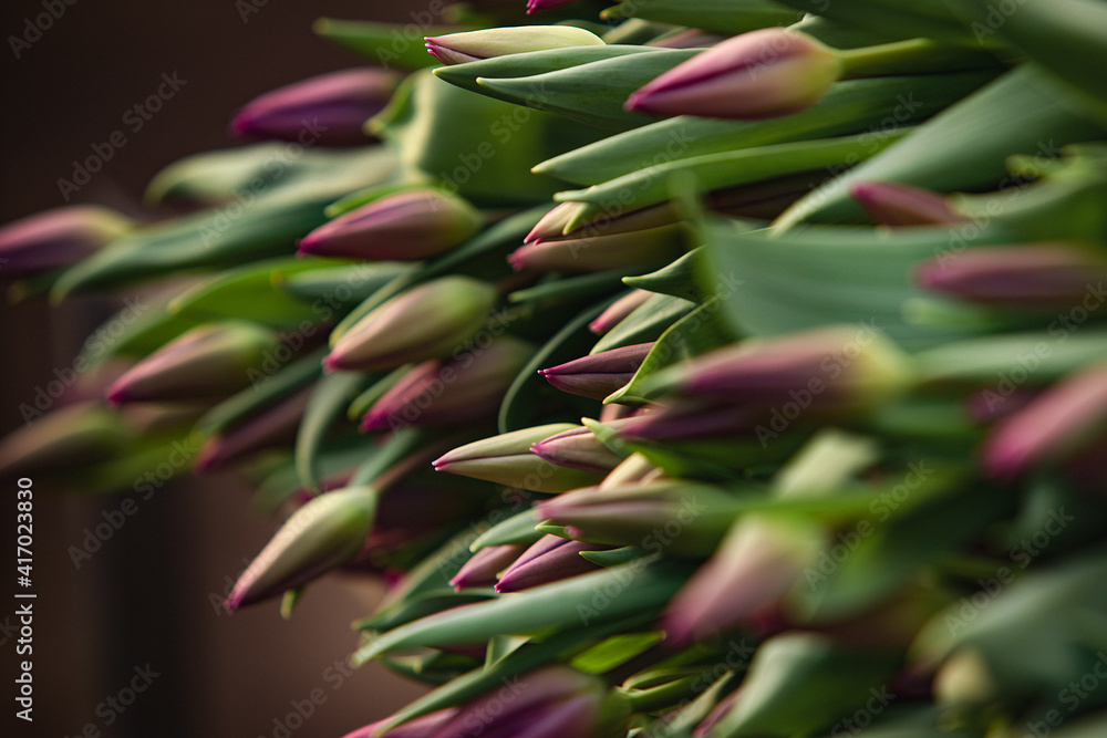 Obraz premium close up of fresh tulips