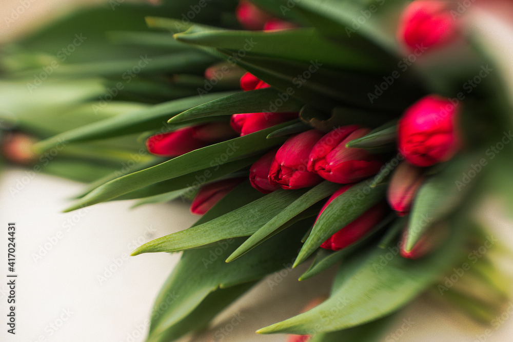 close up of fresh tulips