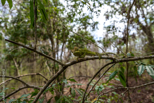 Tsingy de Bemaraha Strict Nature Reserve