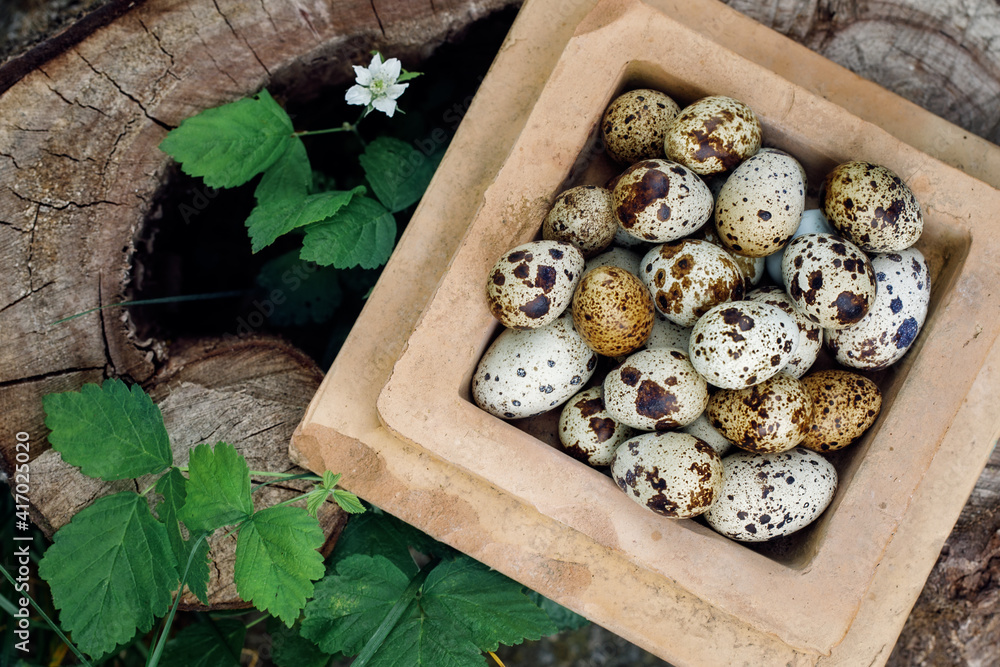 Quail eggs in the old, rustic furnace tile plate, put on the grass, to compose for easter holidays