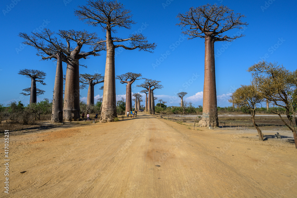 Avenue of the Baobas