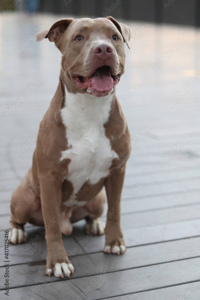 Pitbull Pitbull