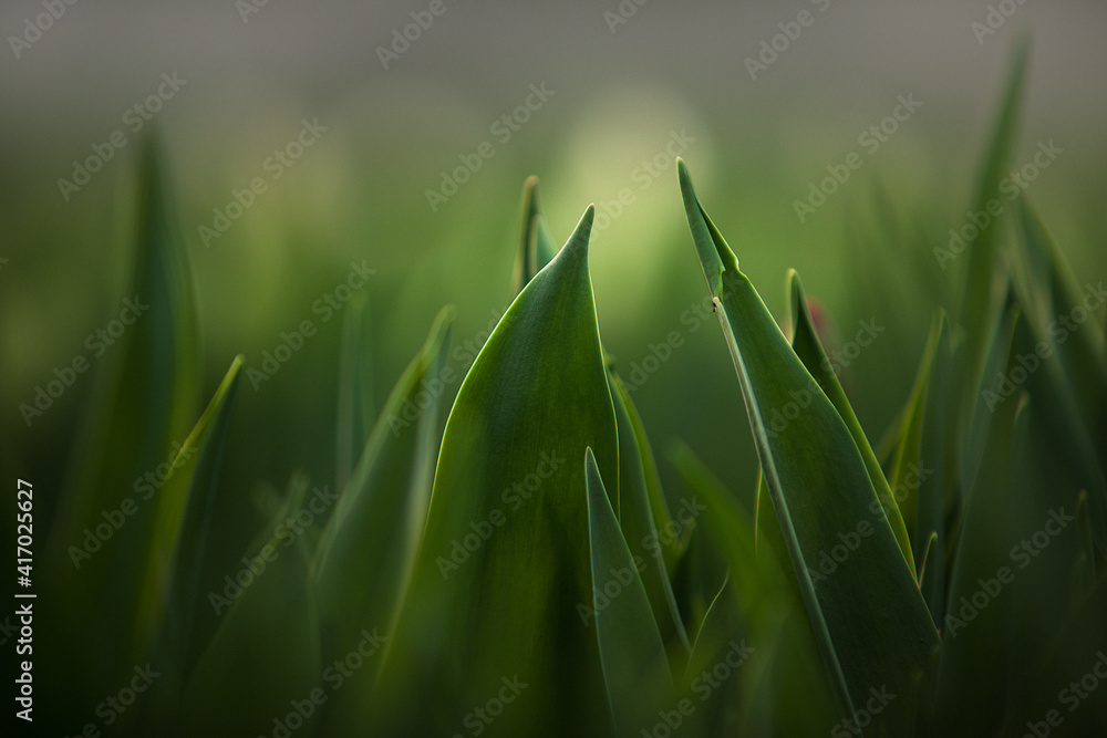 Fototapeta premium green grass background