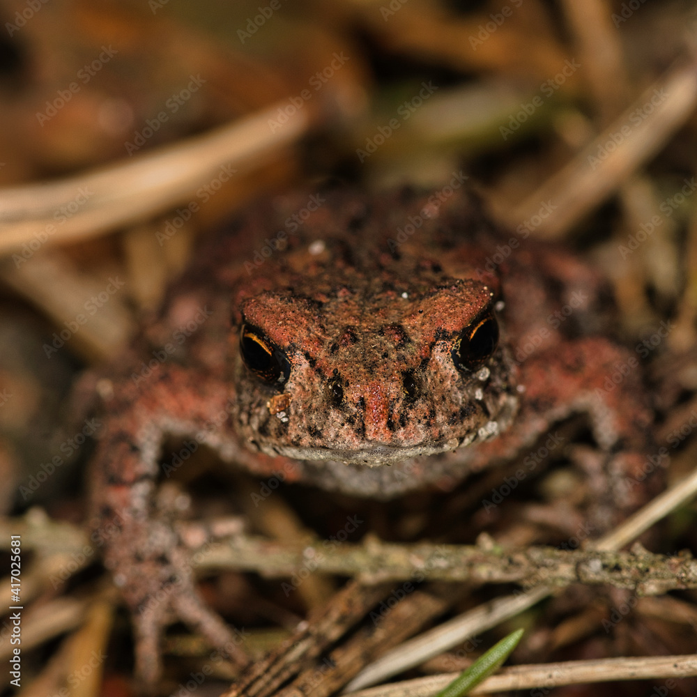 Fototapeta premium animals