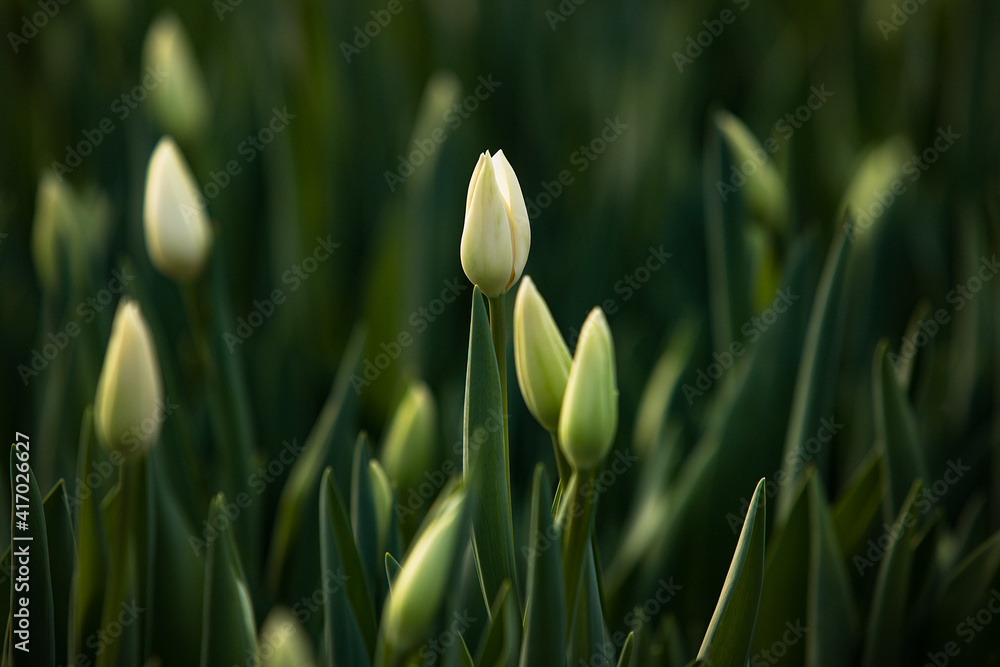 Fototapeta premium tulips growing in a greenhouse