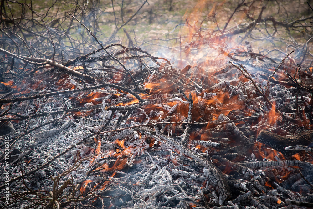 Fire in the middle of the forest. Fire to burn garbage. Log fire. Orange and red color with gray ashes. Fire in the middle of the forest. Fire to burn garbage. Log fire. Orange and red color with gray ashes.