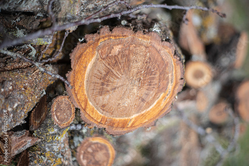 Freshly cut log of firewood, with brown and orange colors.