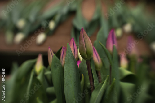 close up of fresh tulips