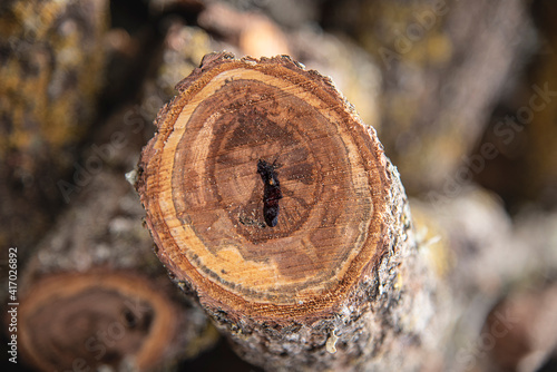 Freshly cut log of firewood in brown and orange colors, with a hole in the middle.