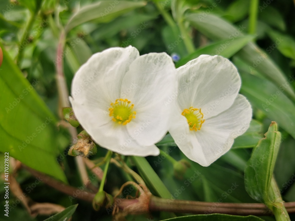 close-up of white Sagittaria trifolia flowers blooming in tropical river