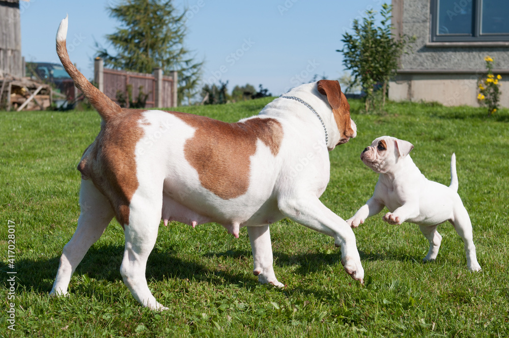 Funny American Bulldog puppy with mother adult dog