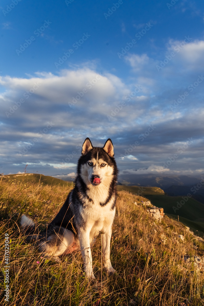 A beautiful dog of the Siberian Husky breed sits on a rock high in the mountains at sunset. Free life concept A beautiful dog of the Siberian Husky breed sits on a rock high in the mountains at sunset. Free life concept