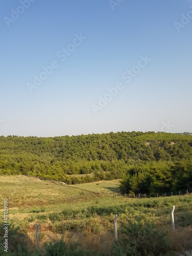 trees and field in the forest