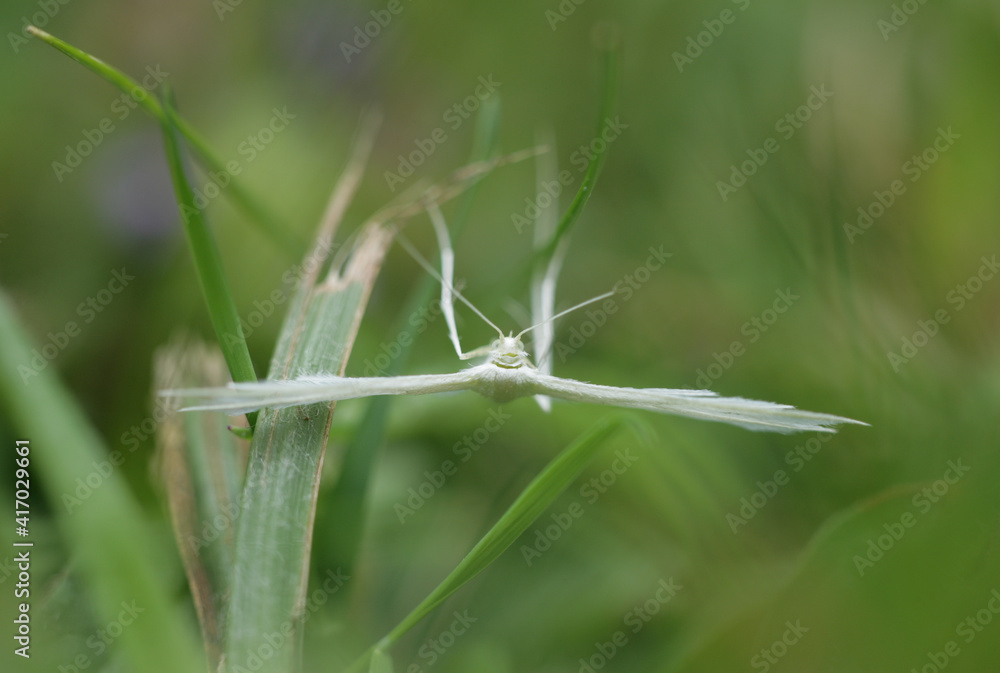 White Plume Moth White Plume Moth