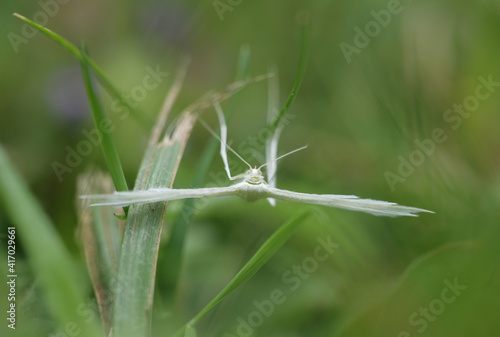 White Plume Moth