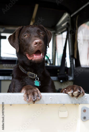 Labrador Retriever