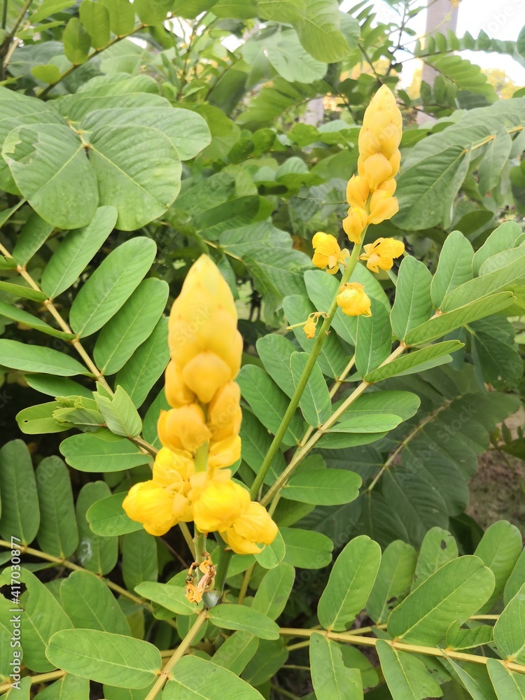 close-up of yellow Senna alata flowers blooming in tropical garden close-up of yellow Senna alata flowers blooming in tropical garden