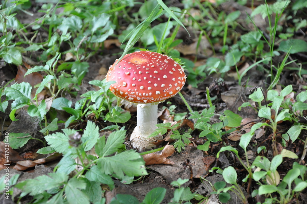 fly agaric mushroom fly agaric mushroom