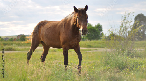 horse in the field © kotysya