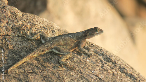 A female Mwanza flat-headed agama sitting on a rock. The pattern of the scales on her back blends in with the rock.