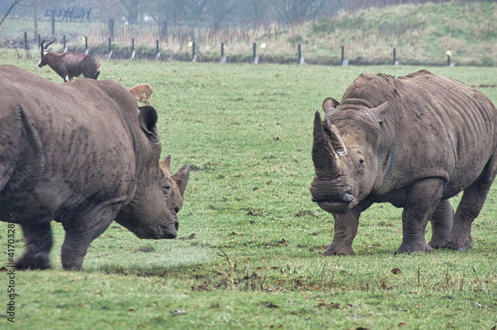 Obraz premium animal 