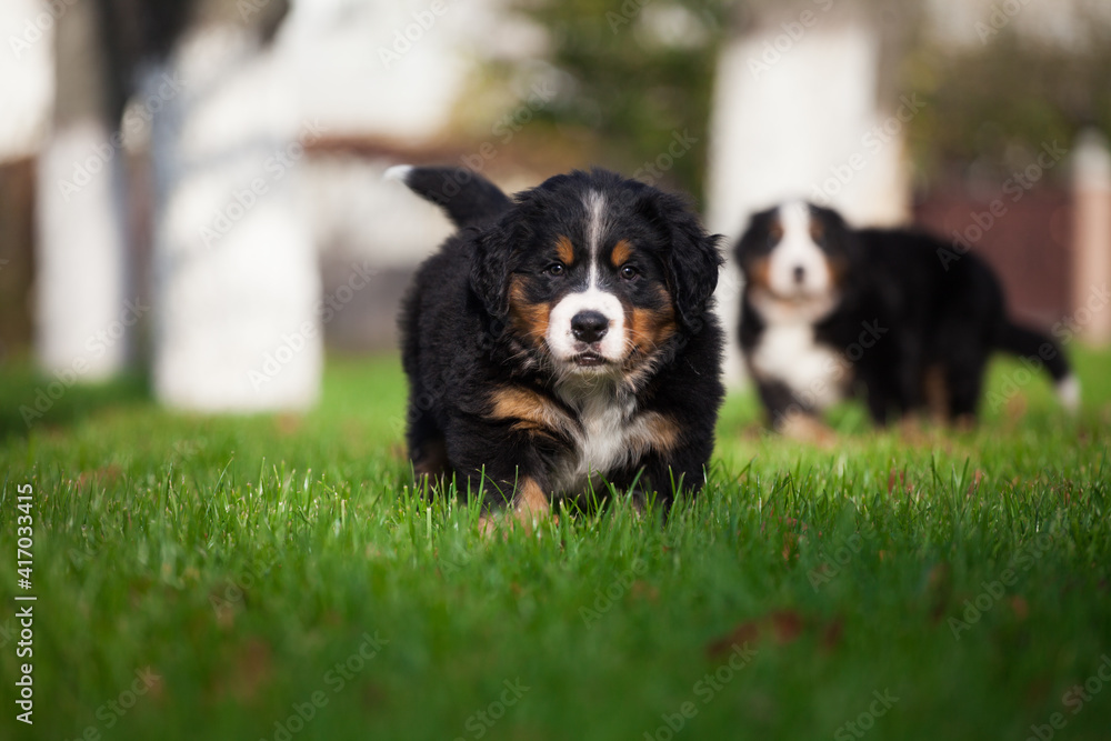 Lovely Bernese Mountain Dog puppy autumn Lovely Bernese Mountain Dog puppy autumn