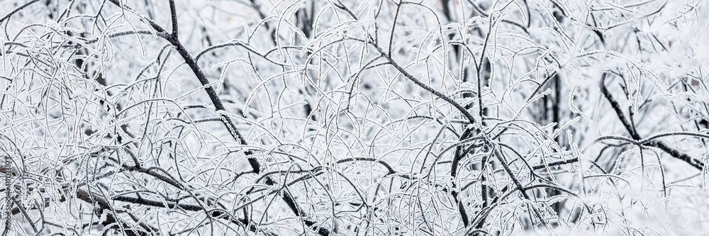 Obraz premium Snow and rime ice on the branches of bushes. Beautiful winter background with trees covered with hoarfrost. Plants in the park are covered with hoar frost. Cold snowy weather. Cool frosting texture.