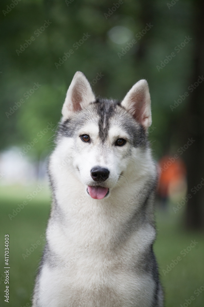 Fototapeta premium Siberian Husky dog in the park