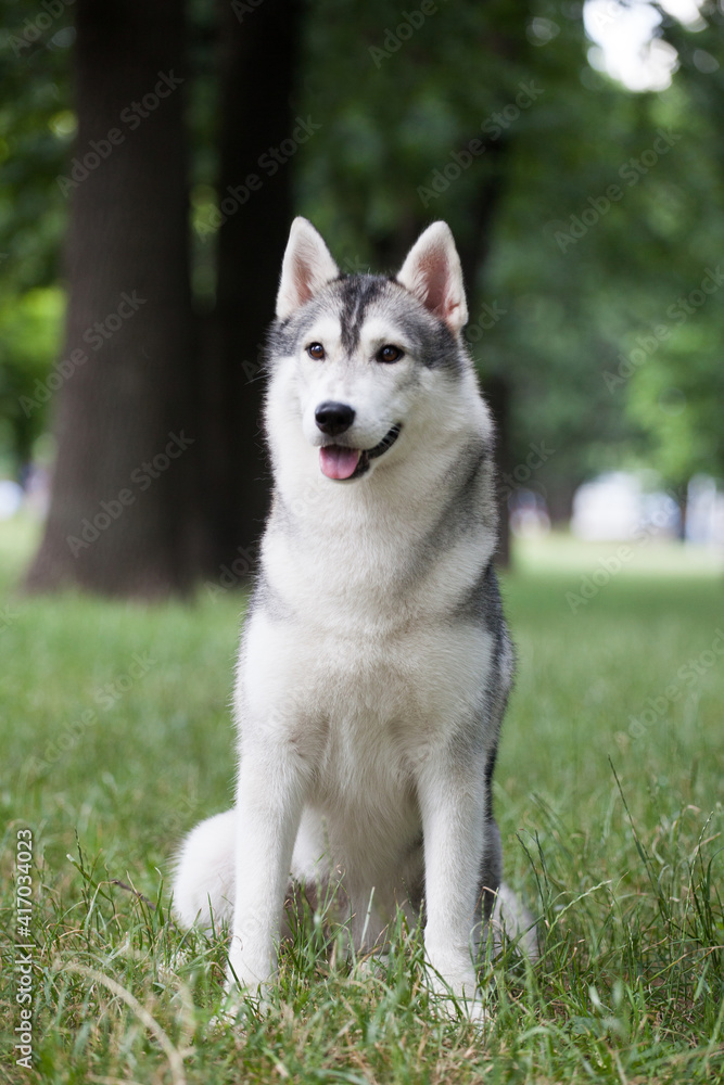 Siberian Husky  dog in the park