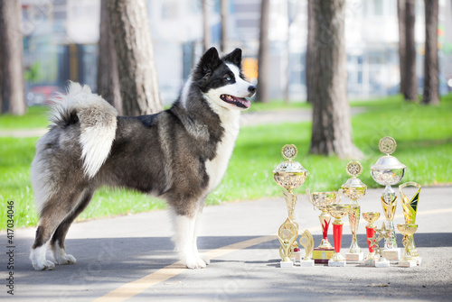 Yakutian laika is walking in the street
