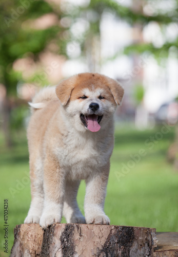 Akita Inu puppy outdoor