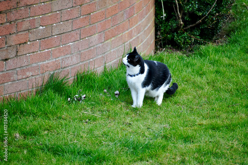 Φωτογραφία Hunting magpie cat on the grass near a brick wall