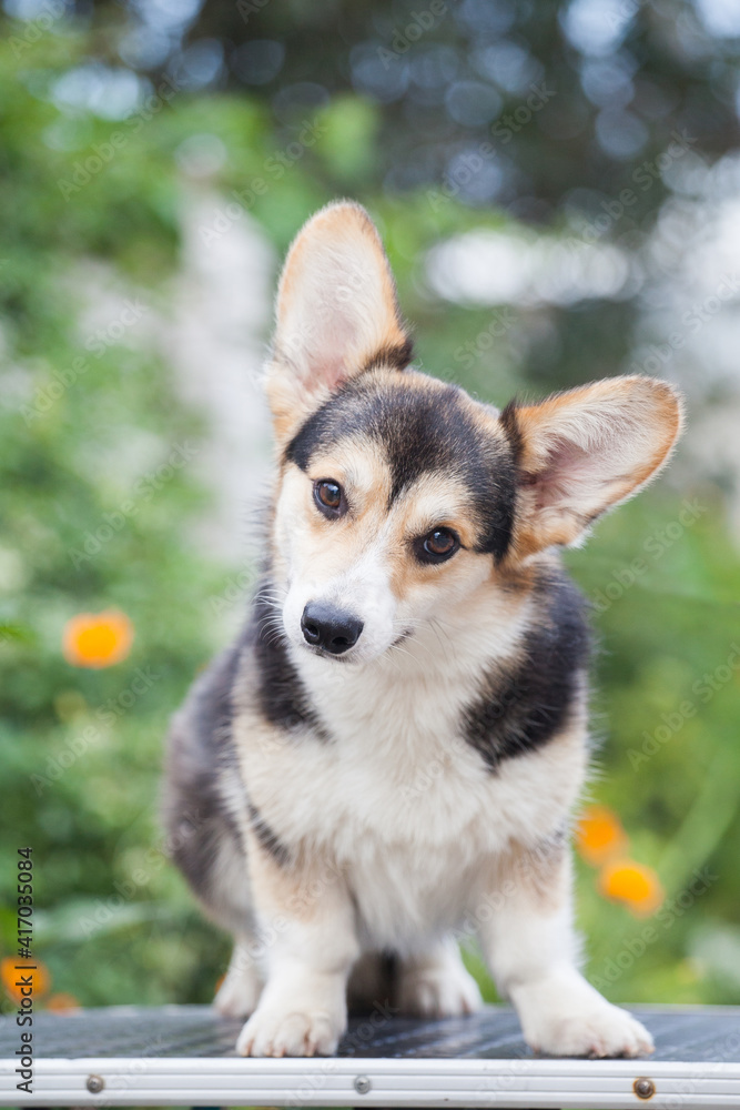 Portrait of a welsh corgi cardigan puppy Portrait of a welsh corgi cardigan puppy