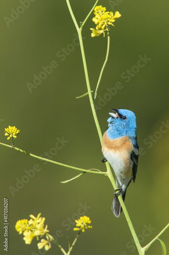 Lazuli Bunting singing perched on wild mustard plant