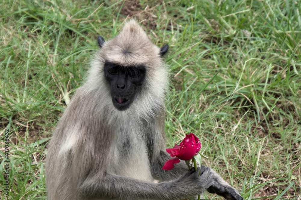 Obraz premium animal