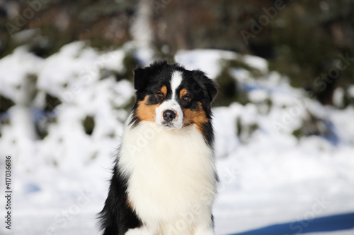 Australian Shepherd in the Snow