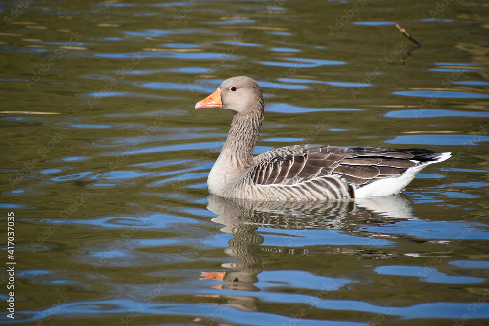 Country goose swimming in water, Coombe Abbey, Coventry, England, UK Country goose swimming in water, Coombe Abbey, Coventry, England, UK