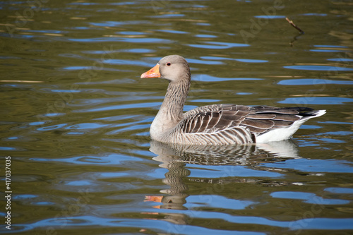 Country goose swimming in water  Coombe Abbey  Coventry  England  UK