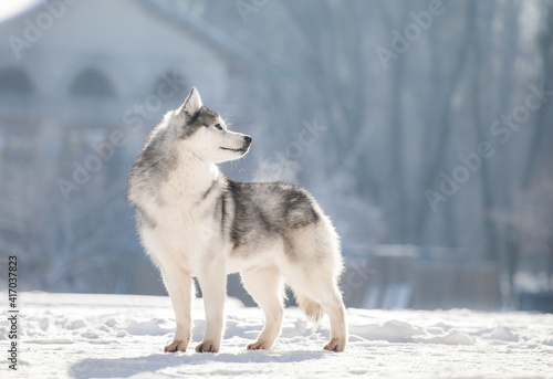 Siberian husky in winter