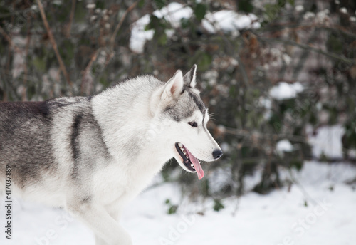 Siberian husky in winter © Ilona Didkovska