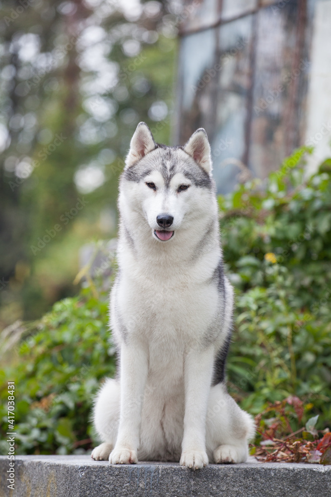 Siberian Husky dog in the park Siberian Husky dog in the park