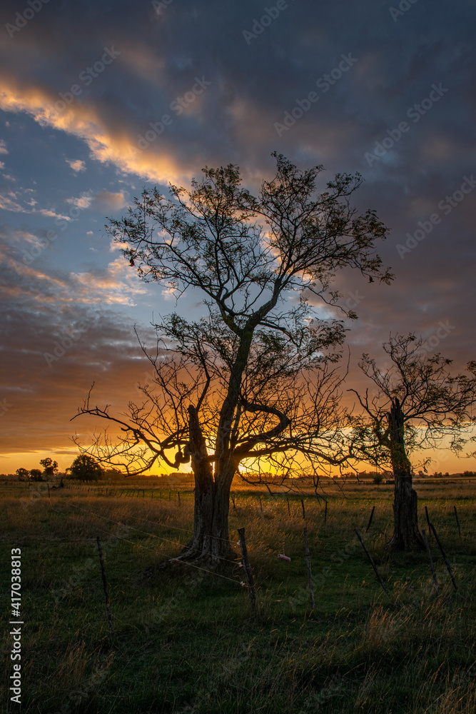 Sunset with trees in a rural environment