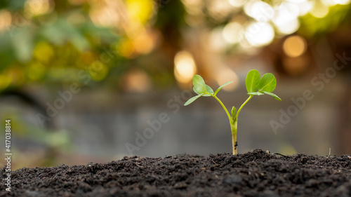 The seedlings grow from fertile soil and the morning sun shines. Ecology and ecological balance concept.