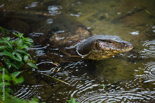 Komodo dragon at the park