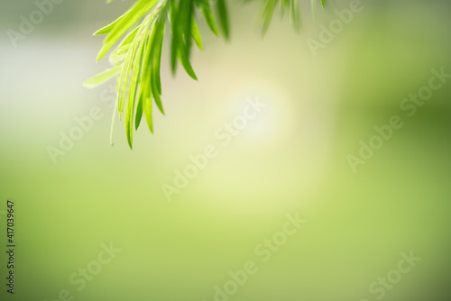 Beautiful nature view green leaf on blurred greenery background under sunlight with bokeh and copy space using as background natural plants landscape, ecology wallpaper concept.