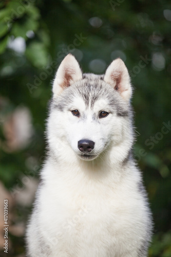 little gray-and-white husky puppy